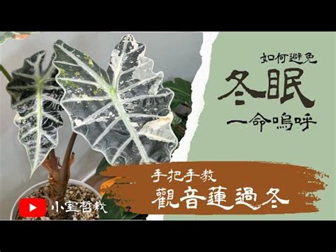 觀音蓮座姿勢|觀音蓮怎麼養？基礎照顧方法和特色